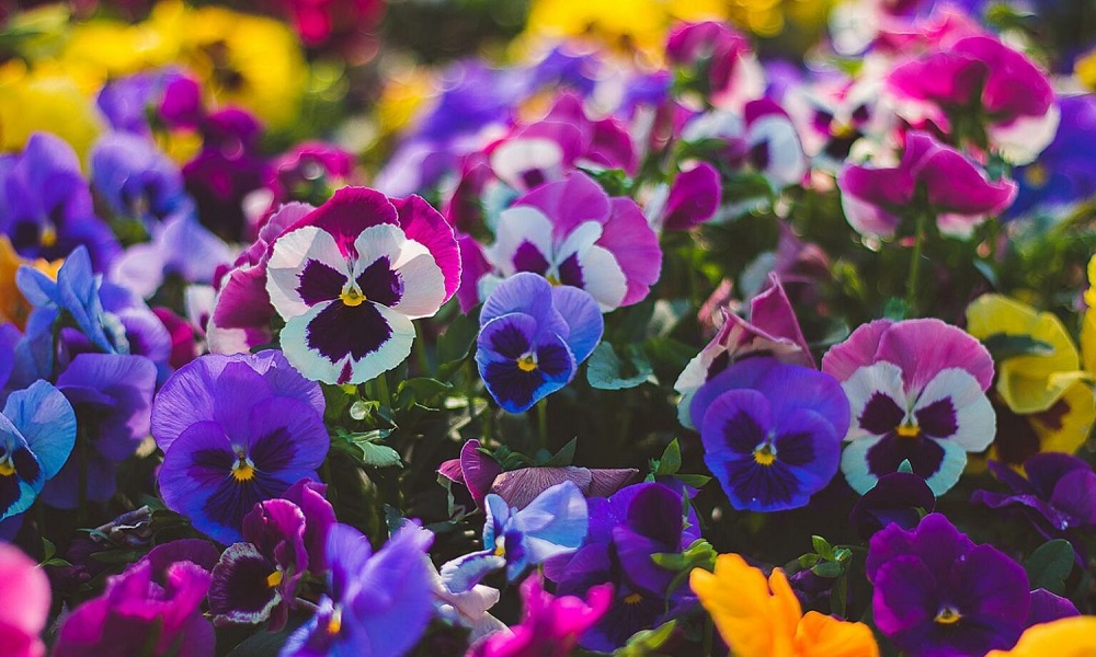 Are Pansies Poisonous for Dogs