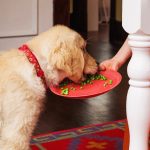 Are Peas Bad for Dogs