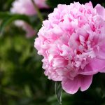 Are Peonies Poisonous to Dogs