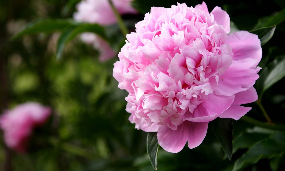 Are Peonies Poisonous to Dogs? – Pet Help Reviews UK
