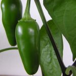 Are Peppers Good for Dogs