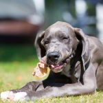 Are Pigs Ears Good for Dogs Uk