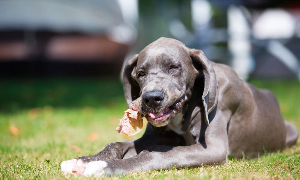 Are Pigs Ears Good for Dogs Uk