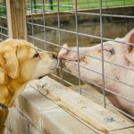 Are Pigs Smarter Than Dogs