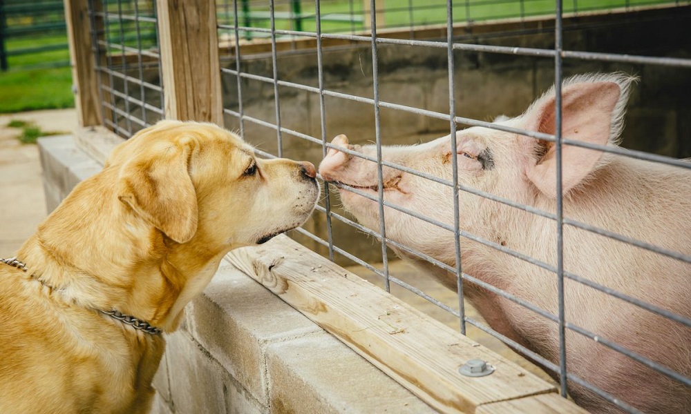 Are Pigs Smarter Than Dogs
