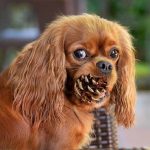 Are Pine Cones Poisonous to Dogs