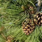 Are Pine Needles Poisonous to Dogs