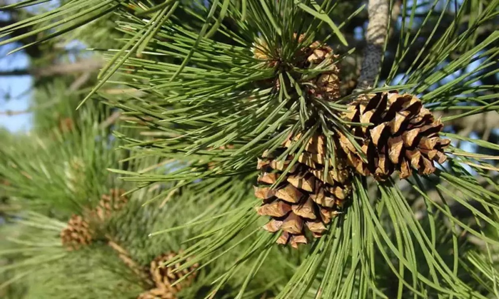 Are Pine Needles Poisonous to Dogs