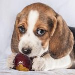 Are Plums Good for Dogs