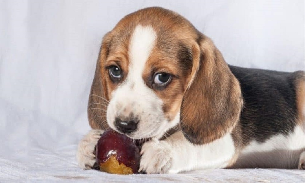 Are Plums Good for Dogs