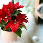 Are Poinsettias Poisonous to Dogs