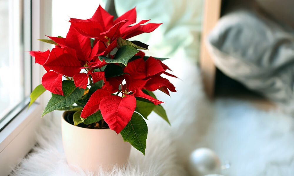 Are Poinsettias Poisonous to Dogs