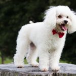 Are Poodles Water Dogs