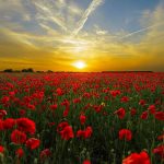 Are Poppies Poisonous to Dogs