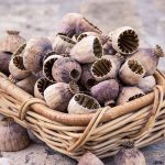 Are Poppy Seeds Bad for Dogs