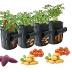 Are Potato Plants Poisonous to Dogs