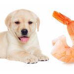 Are Prawns Good for Dogs