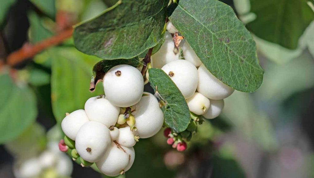 Are Snowberries Poisonous to Dogs