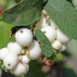 Are Snowberries Poisonous to Dogs