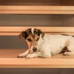 Are Stairs Bad for Dogs