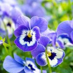 Are Violas Poisonous to Dogs