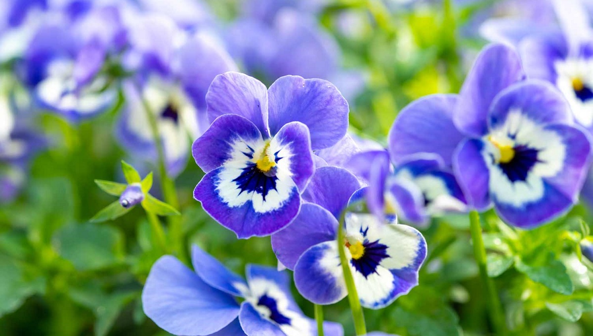 Are Violas Poisonous to Dogs? Pet Help Reviews UK