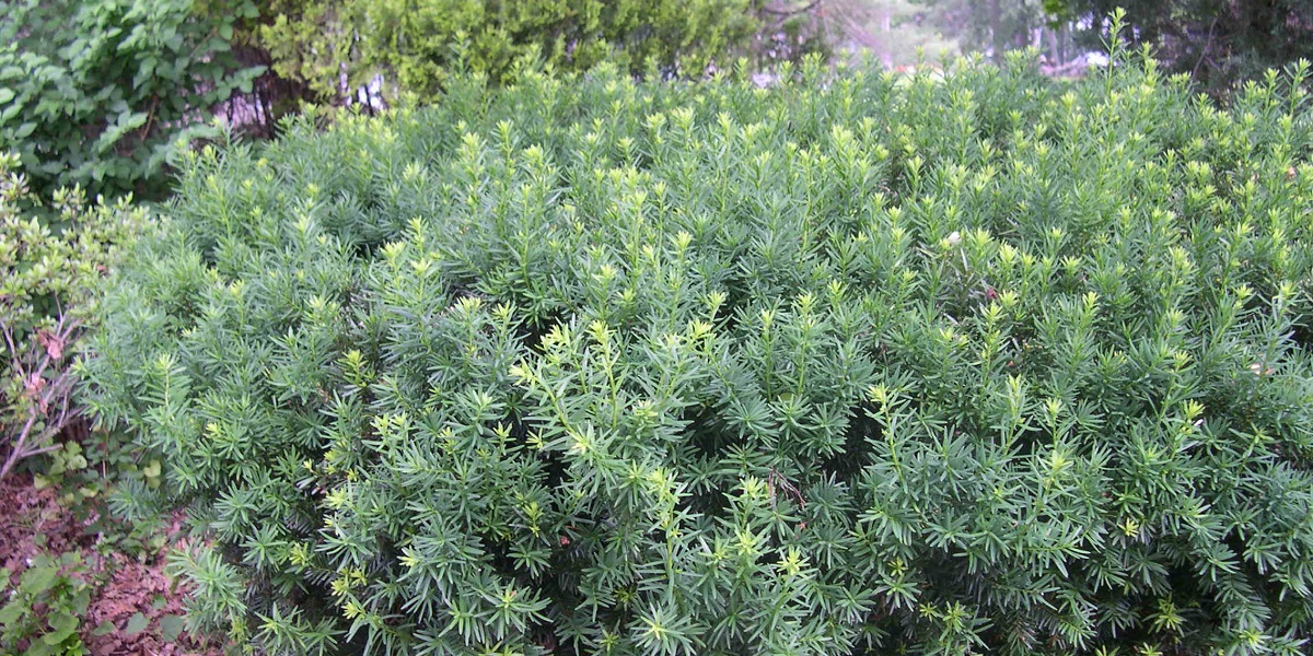 Are Yew Berries Poisonous to Dogs? Pet Help Reviews UK