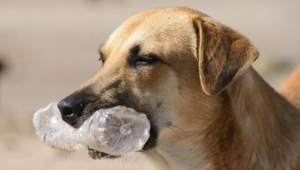 Can a Dog Digest Plastic