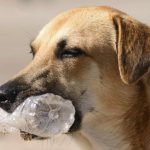 Can a Dog Digest Plastic
