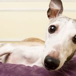 Can a Neutered Dog Still Ejaculate