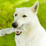 Can Dogs Digest Paper