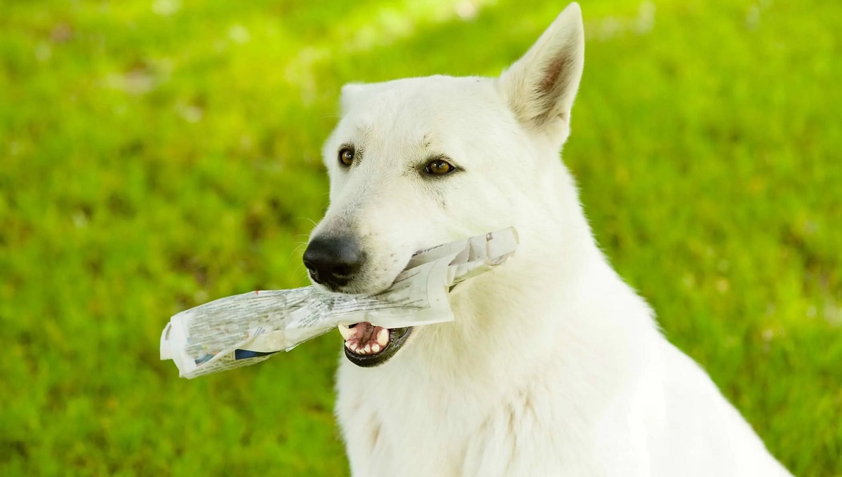 Can Dogs Digest Paper? Pet Help Reviews UK