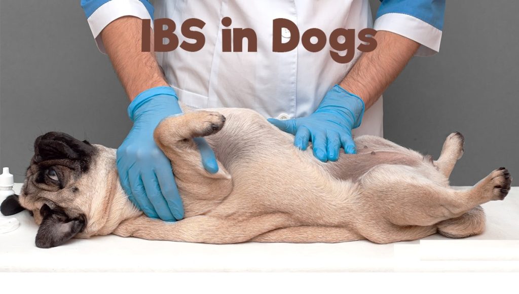 Can Dogs Get IBS