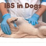 Can Dogs Get IBS