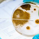 Can Dogs Get Listeria