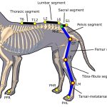 Can Dogs Get Scoliosis