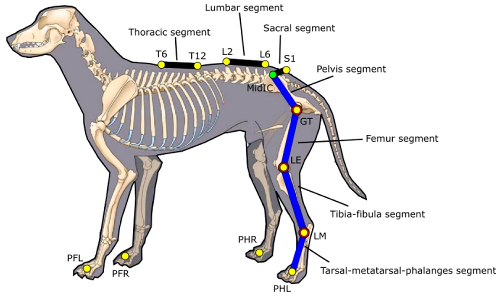 Can Dogs Get Scoliosis