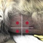 Can Dogs Get Sepsis