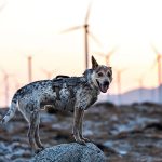 Can Dogs Get Trapped Wind
