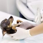 Can Dogs Get Ulcerative Colitis