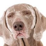 Can Dogs Get Vitiligo