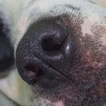 Can Dogs Get Warts
