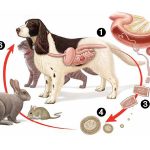 Can Dogs Give Humans Tapeworms