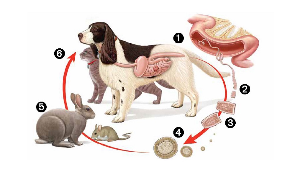Can Dogs Give Humans Tapeworms