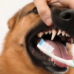 Can Dogs Give Themselves Oral Care