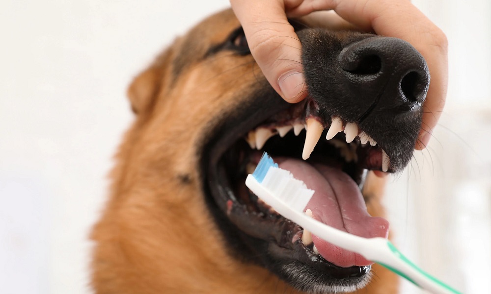 Can Dogs Give Themselves Oral Care