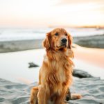 Can Dogs Go in Go Outdoors