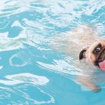 Can Dogs Go in Swimming Pools