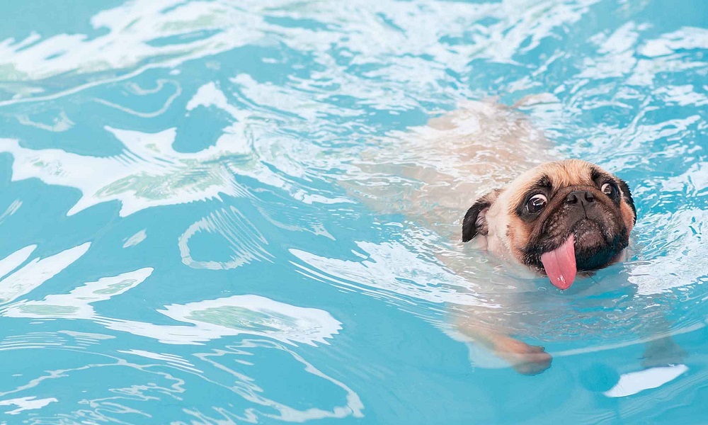 Can Dogs Go in Swimming Pools