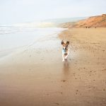 Can Dogs Go on Bournemouth Beach